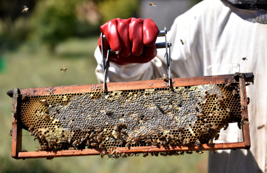 Meet Bee Boss Lulu Letlape, African female pioneer protecting bees for future generations